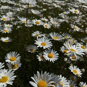 Meet your Posher, Jules